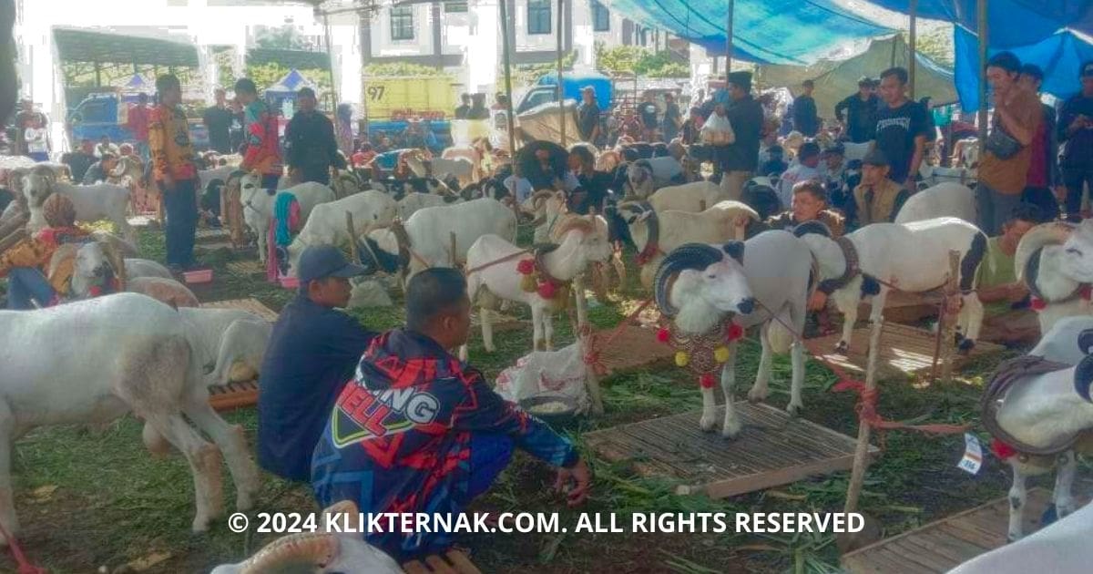 Thumbnail Website KT 6