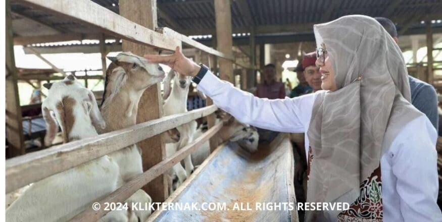 Thumbnail Website KT 4