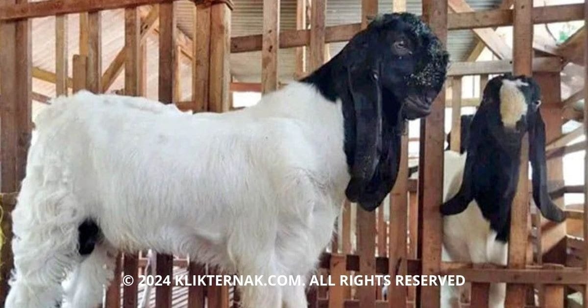 Thumbnail Website KT 5 1