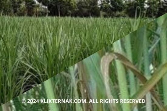 Thumbnail Website KT 5 2