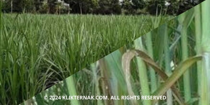 Thumbnail Website KT 5 2