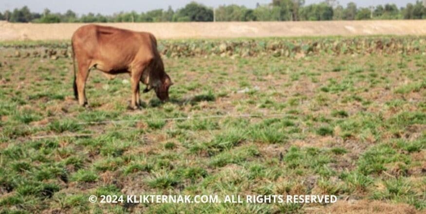 Thumbnail Website KT 6