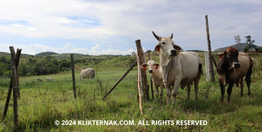 Thumbnail Website KT 20240712 042730 0000