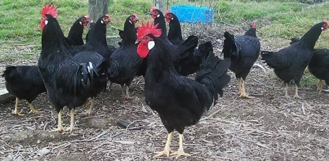Koloni Ayam Minorca
