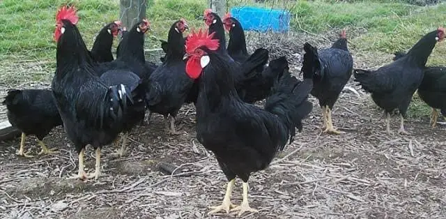 Koloni Ayam Minorca