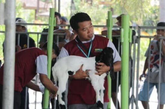 81270 kontes kambing di kulon progo