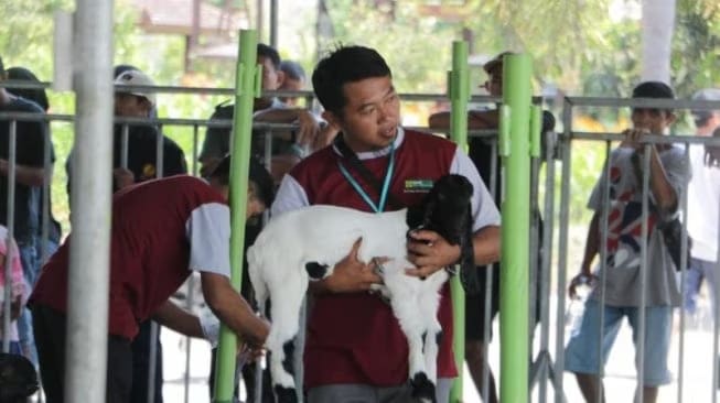 81270 kontes kambing di kulon progo