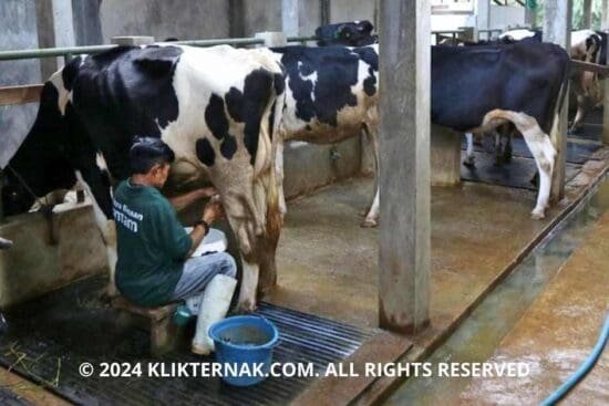 Thumbnail Website KT 11