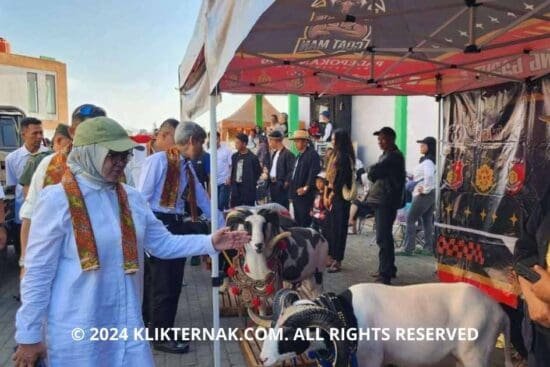 Thumbnail Website KT 12