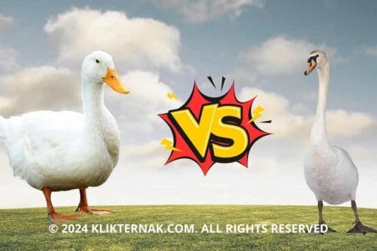 Thumbnail Website KT 7