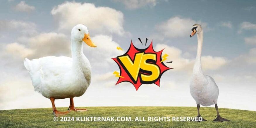 Thumbnail Website KT 7