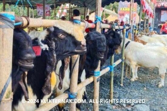 Thumbnail Website KT 20240826 092040 0000