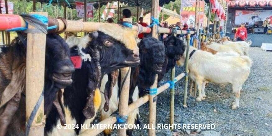 Thumbnail Website KT 20240826 092040 0000