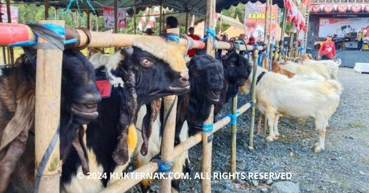 Thumbnail Website KT 20240826 092040 0000