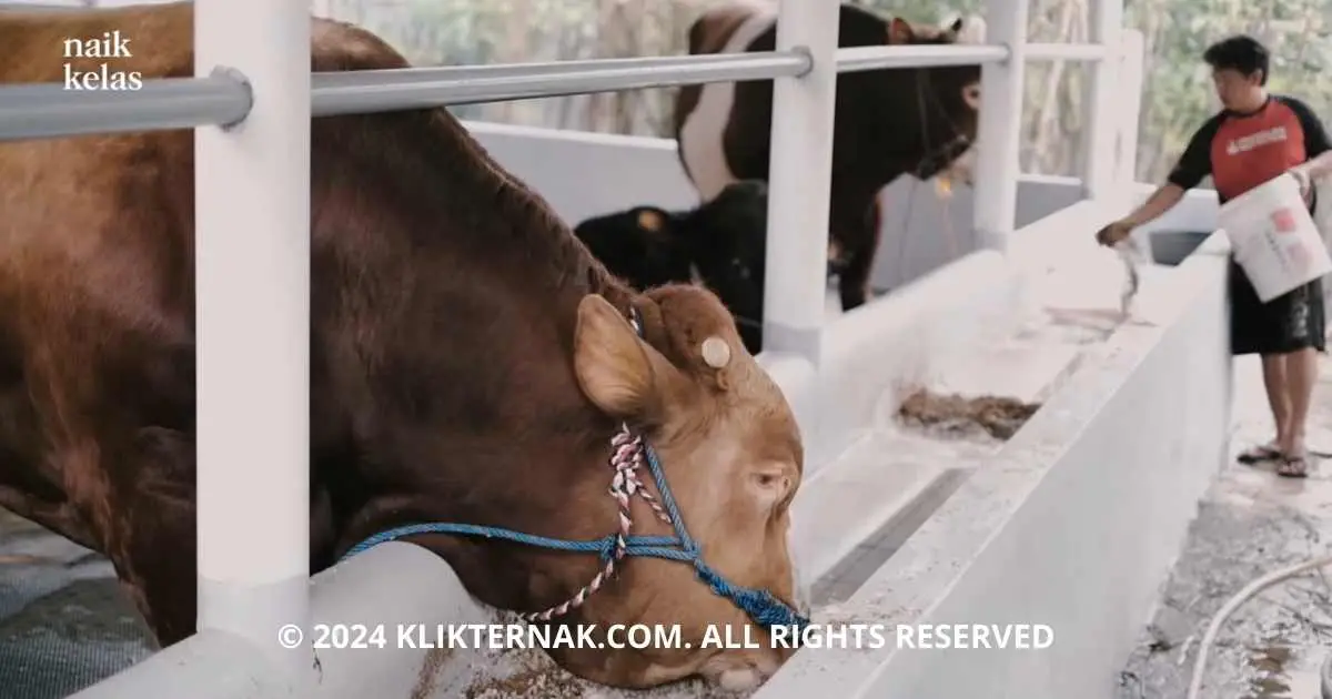 Peternak Kota Sukses Raup Omzet Miliaran di Tengah Jakarta