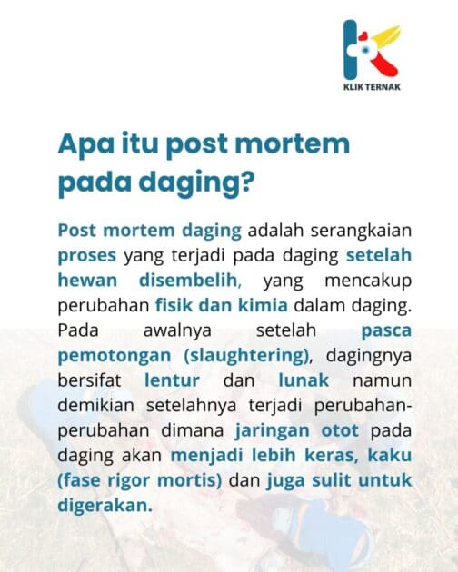 Daging Kolestrol TInggi scaled