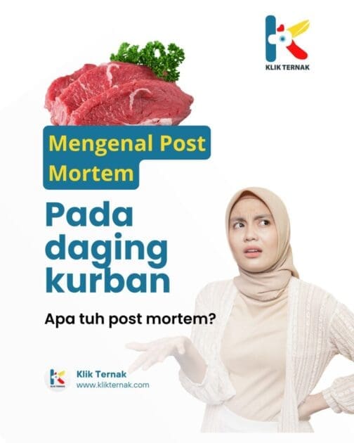 Susu uht VS Kental Manis scaled