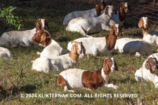 Thumbnail Website KT 15