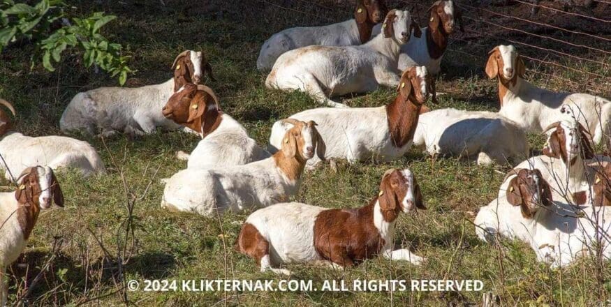 Thumbnail Website KT 15