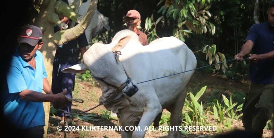 Thumbnail Website KT 17