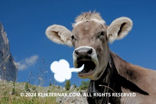 Thumbnail Website KT 20240911 062120 0000