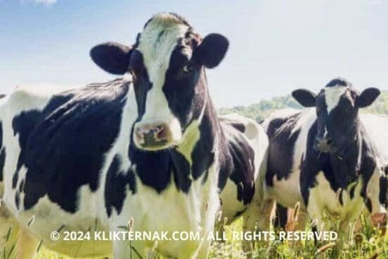 Thumbnail Website KT 20240930 065934 0000