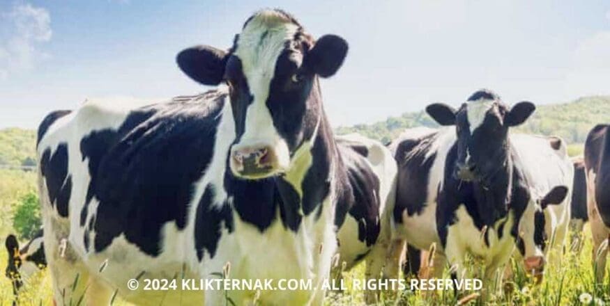 Thumbnail Website KT 20240930 065934 0000