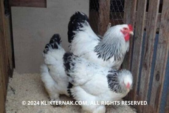 Thumbnail Website KT 18