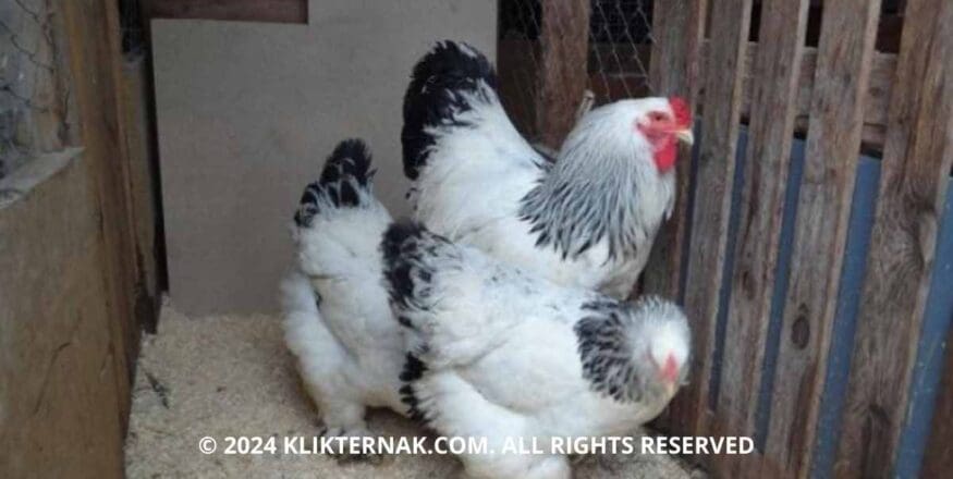 Thumbnail Website KT 18