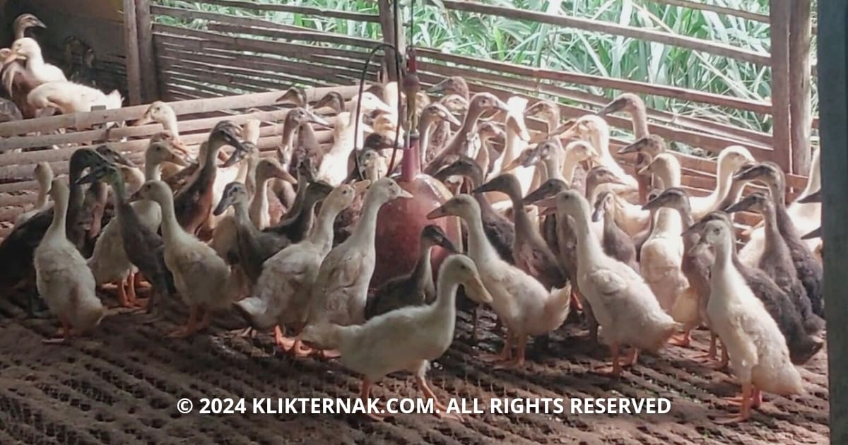 Disbunak Kalsel Luncurkan Program Otak Pintar untuk Sejahterakan Peternak Itik