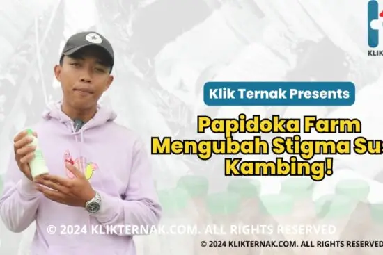 Thumbnail Website KT 20241029 123204 0000