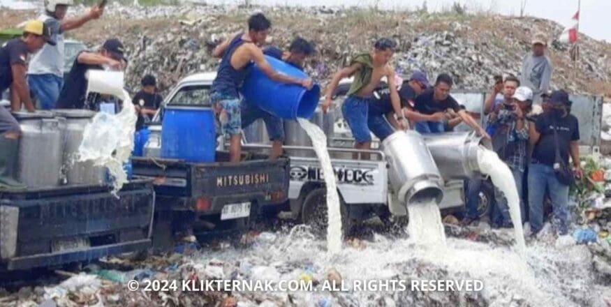 1000 Liter Susu Gagal Masuk Pabrik, Peternak Boyolali Buang Susu