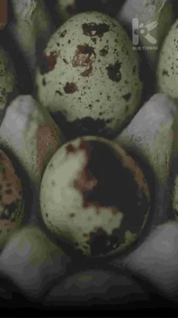 Telur