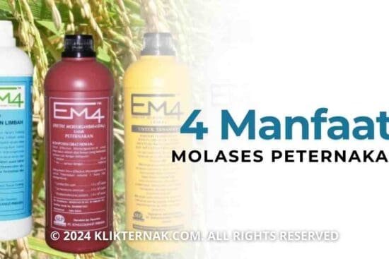 4 Manfaat EM4 Bagi Peternakan Bisa Jadi Solusi Lingkungan