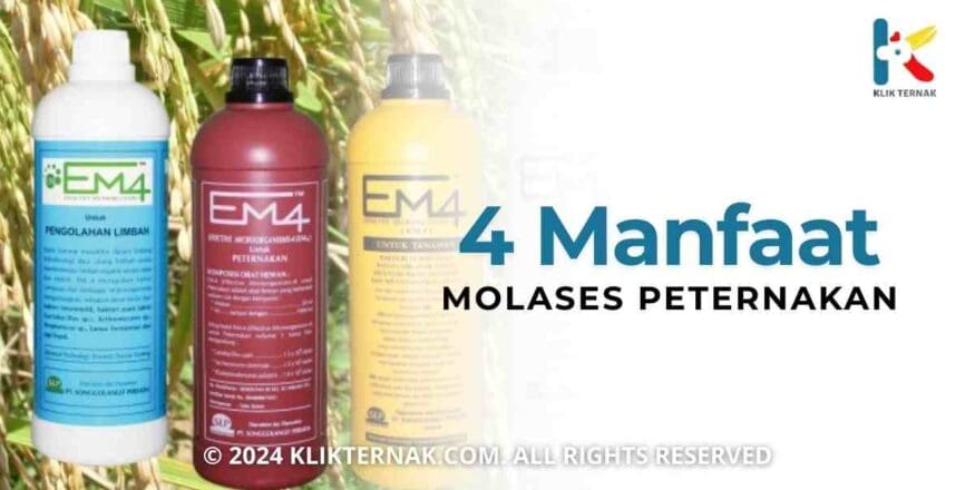 4 Manfaat EM4 Bagi Peternakan Bisa Jadi Solusi Lingkungan