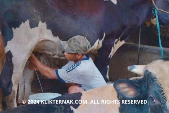 Minat Investasi Sapi di Indonesia Meningkat, Vietnam hingga Qatar Tertarik