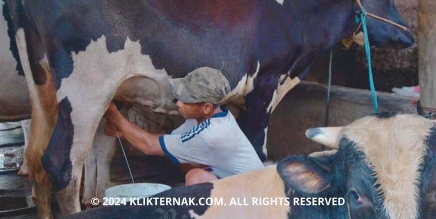 Minat Investasi Sapi di Indonesia Meningkat, Vietnam hingga Qatar Tertarik