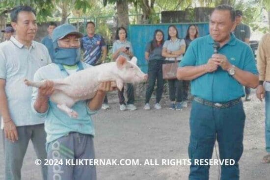 Pemkab Jembrana Perkuat Ketahanan Pangan Dengan Pemberdayaan Peternak