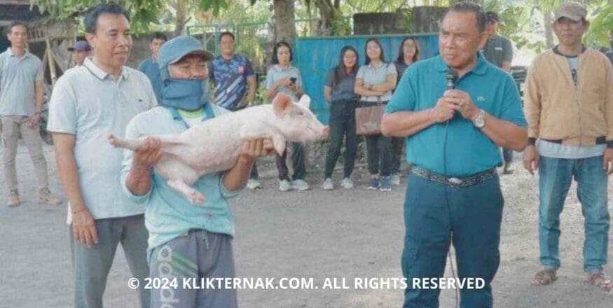 Pemkab Jembrana Perkuat Ketahanan Pangan Dengan Pemberdayaan Peternak