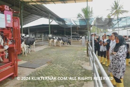 Banyuwangi Siap Tingkatkan Produksi Susu Segar Hingga 32 Ton per Hari