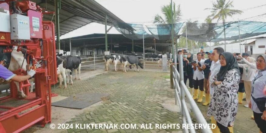 Banyuwangi Siap Tingkatkan Produksi Susu Segar Hingga 32 Ton per Hari