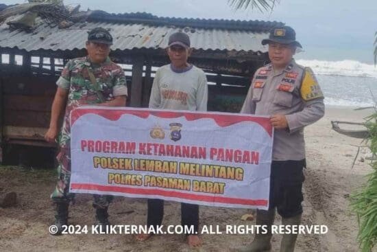 Bhabinkamtibmas Bersama Peternak Kerbau Sikilang Perkuat Ketahanan Pangan