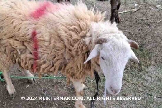 Pemprov Lampung Gencar Awasi Mutu Pakan Ternak, Jaga Produktivitas dan Dukung Asta Cita