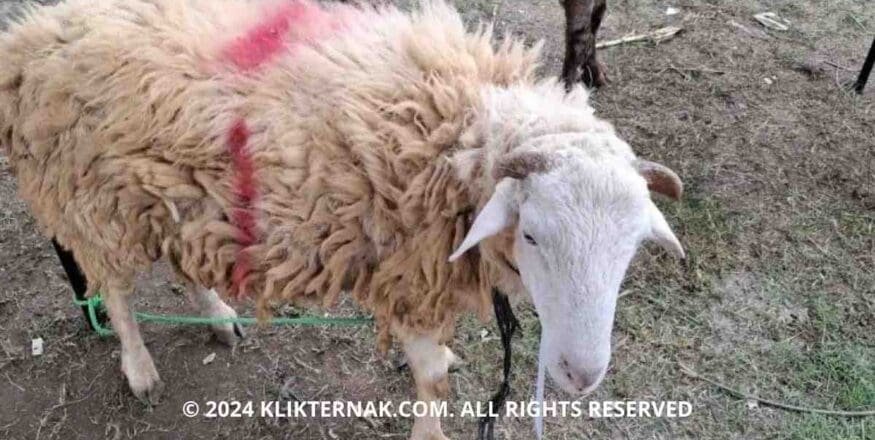 Pemprov Lampung Gencar Awasi Mutu Pakan Ternak, Jaga Produktivitas dan Dukung Asta Cita