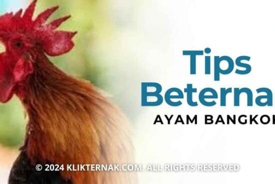 Tips Beternak Ayam Bangkok Bagi Pemula