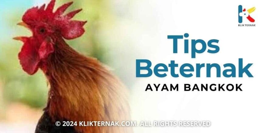 Tips Beternak Ayam Bangkok Bagi Pemula