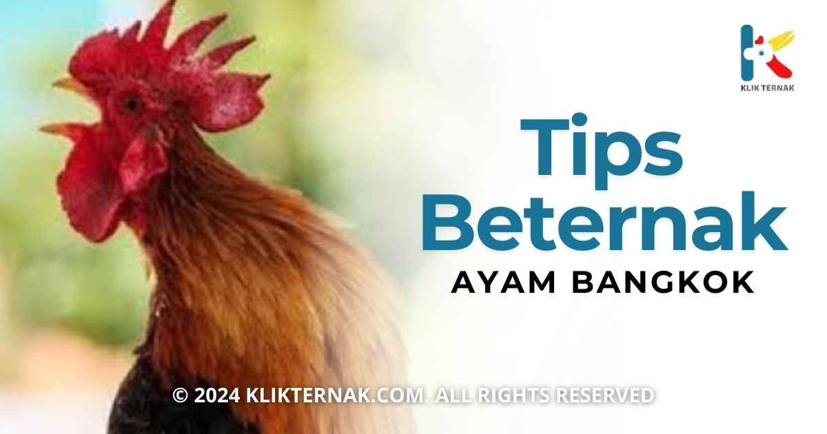 Tips Beternak Ayam Bangkok Bagi Pemula