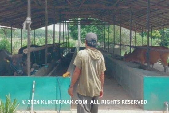 Wisata Peternakan Kalimantan Selatan Bernuansa Pewayangan