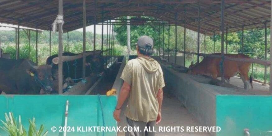 Wisata Peternakan Kalimantan Selatan Bernuansa Pewayangan