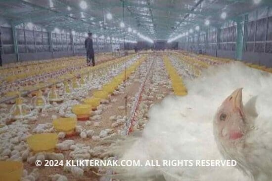 Kenalin Penyakit Tetelo, Momok Menakutkan Bagi Peternak Ayam